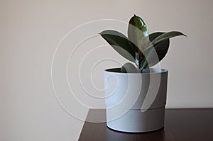 Young Ficus Elastica Burgundy or Rubber tree in grey pot. Minimal creative decor