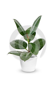 Young Ficus elastica a potted plant over white