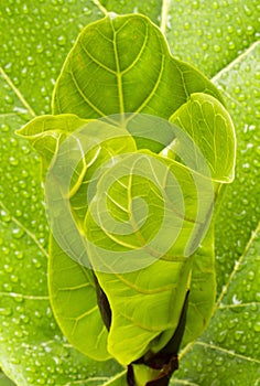 Young ficus lyrate leaf