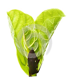 Young ficus lyrate leaf isolated