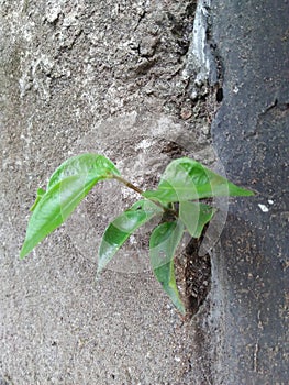 a young ficus strugle for a new live