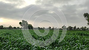 Young field of Bajara Millet crop with cloudy weather in morning time