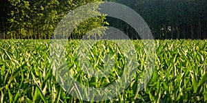 Young field of corn plants still small and fruitless.