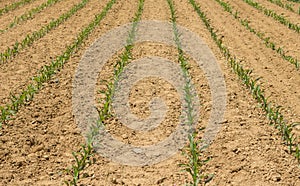 Young Field Corn in Rows