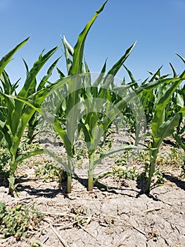 Young field corn stalks in rows of dirt