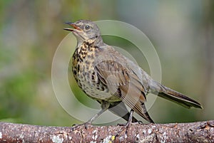 Young Fieldfare thrush sings his song on lichen covered branch in hazy sunny day