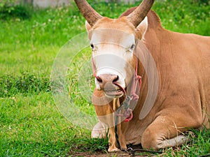 Young fighting bull relax and ruminant.