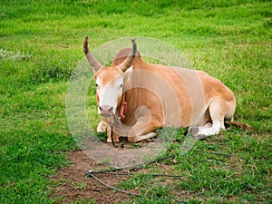 Young fighting bull relax and ruminant.