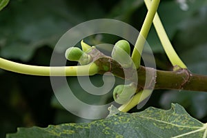 Young figs beginning to grow on a fig tree in summer in Portugal.