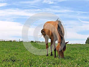 Young filly grazing