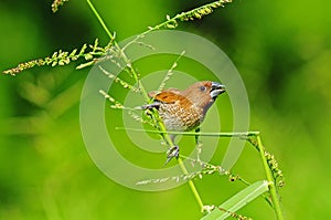 Young finch spice in the park