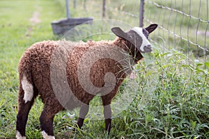 Young Finn Lamb in Grass Looking at Camera