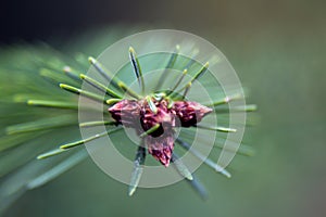 Young fir bud.