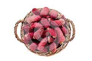 Young fir cones in a wicker basket on white background.
