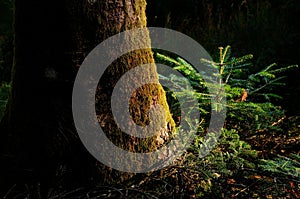 Young fir in a Dark forest on Tuscany Mountain. photo