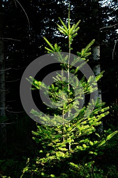 Young fir in a mysterious dark forest in tuscany mountains