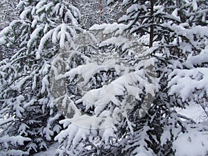 Young fir and pine trees covered in snow. Christmas scene background. Fluffy snow on the tree branches. Winter forest landscape.