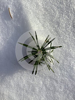 a young fir tree emerging from the snow