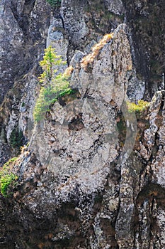 A young fir tree growing on top of a rock in the morning sun