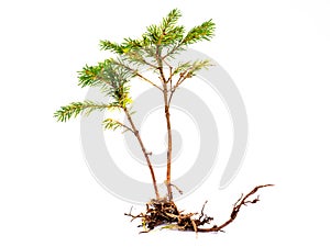 Young fir tree with root isolated