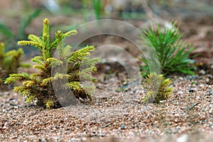 Young firs planted (regrowth) on plot with sandy soil