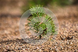 Young firs planted (regrowth) on plot with sandy soil