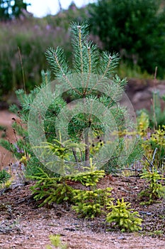 Young firs planted (regrowth) on plot with sandy soil