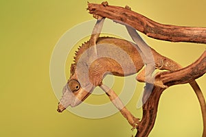 A young Fischer`s chameleon are crawling on tree branches.