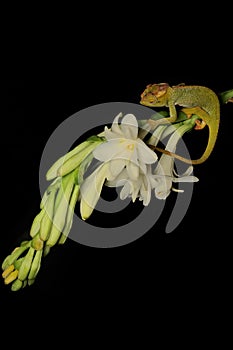 A young Fischer`s chameleon Kinyongia fischeri are crawling on Polianthes tuberosa flowers.