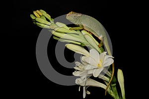 A young Fischer`s chameleon Kinyongia fischeri are crawling on Polianthes tuberosa flowers.