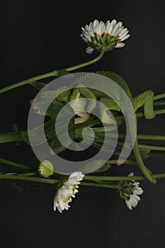 A young Fischer`s chameleon Kinyongia fischeri are crawling on Polianthes tuberosa flowers.
