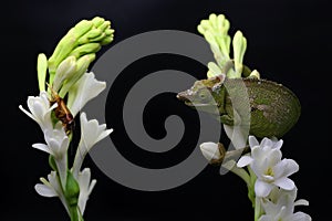 A young Fischer`s chameleon Kinyongia fischeri are crawling on Polianthes tuberosa flowers.