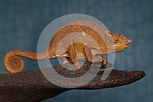 A young Fischer`s chameleon Kinyongia fischeri is sunbathing on dry wood.