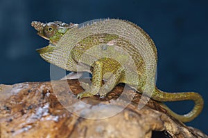 A young Fischer`s chameleon Kinyongia fischeri is sunbathing on dry wood.