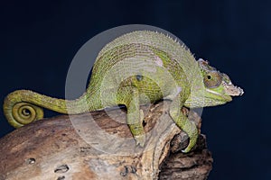 A young Fischer`s chameleon Kinyongia fischeri is sunbathing on dry wood.