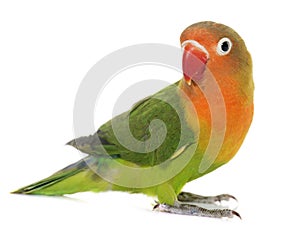 Young fischeri lovebird