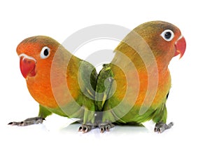 Young fischeri lovebirds