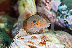 Young fish on bivalve mollusk in sea of japan