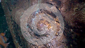 Young fish Brown meagre Sciaena umbra  in underwater cave. Fauna of the Black Sea