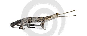 Young Fish-eating crocodile, Gavial, Gavialis gangeticus