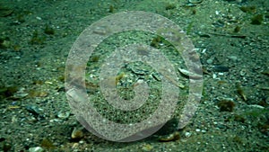 Young fish flounder-kalkan disguised on the sand on the seabed, mimicry, disguise.