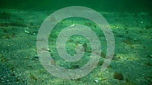 Young fish flounder-kalkan disguised on the sand on the seabed, mimicry, disguise.