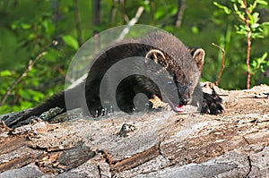 Young Fisher (Martes pennanti) Climbs Over Log