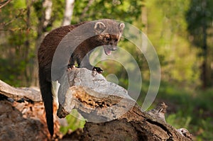 Young Fisher (Martes pennanti) Cries Out from Atop Log