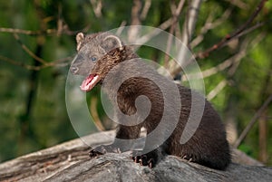 Young Fisher (Martes pennanti) Mouth Open Turned Left