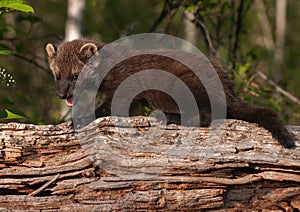 Young Fisher (Martes pennanti) Open Mouth on Log