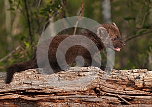 Young Fisher (Martes pennanti) Open Mouth on Log