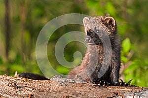 Young Fisher (Martes pennanti) Sits on Log Looking Left