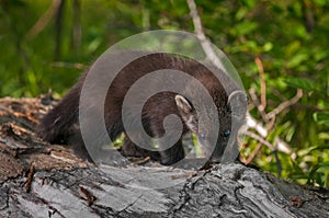 Young Fisher (Martes pennanti) Sniffing