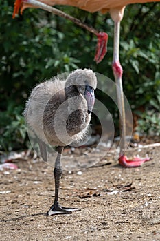 Young Flamingo with Grey Plumage